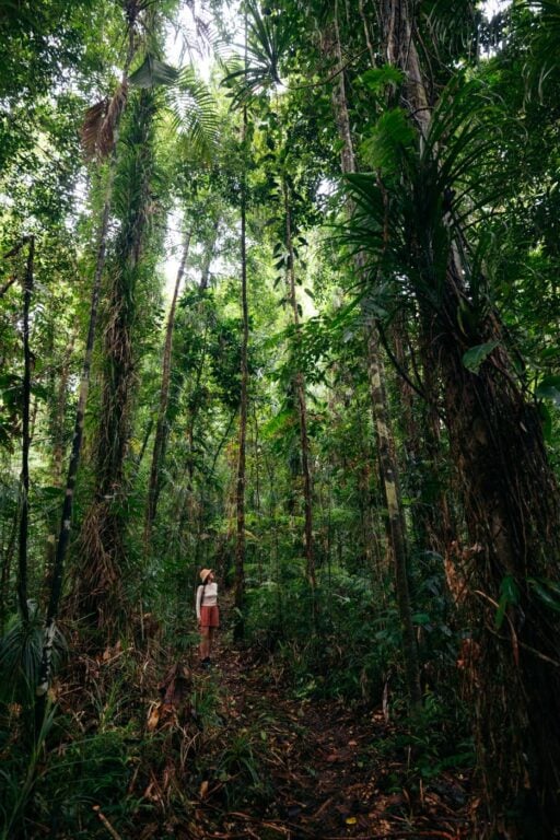 Imbu Rano Lodge: My Experience On Kolombangara Island Hiking the ridge trail on kolombangara island, solomon islands
