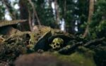 Headhunter skull on skull island, solomon islands