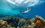 Snorkeling at kennedy island, solomon islands