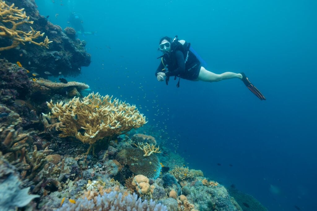 About Olly Gaspar &Amp; We Seek Travel Scuba diving solomon islands 4