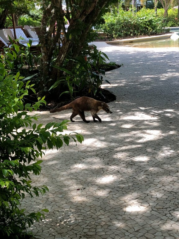 A coati walking