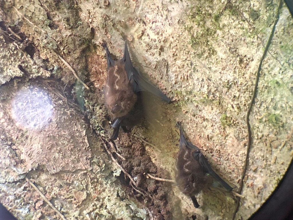 Two bats at Mystico Hanging Bridges Park