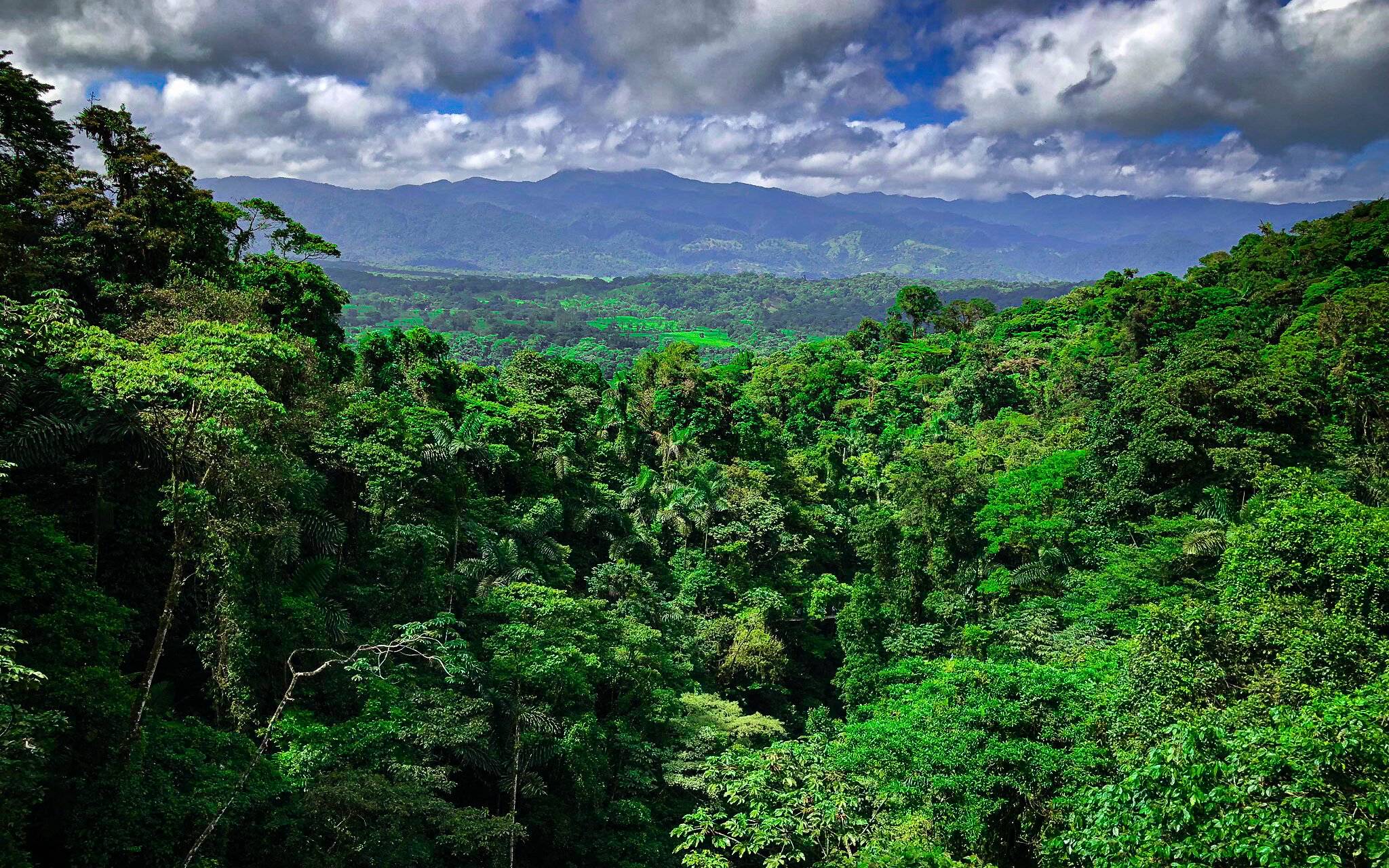 Green jungle with mountains in distance