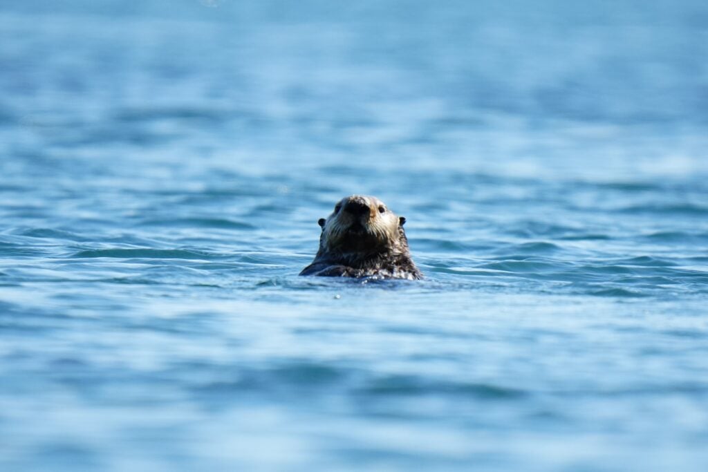 A sea otter poking its head above water