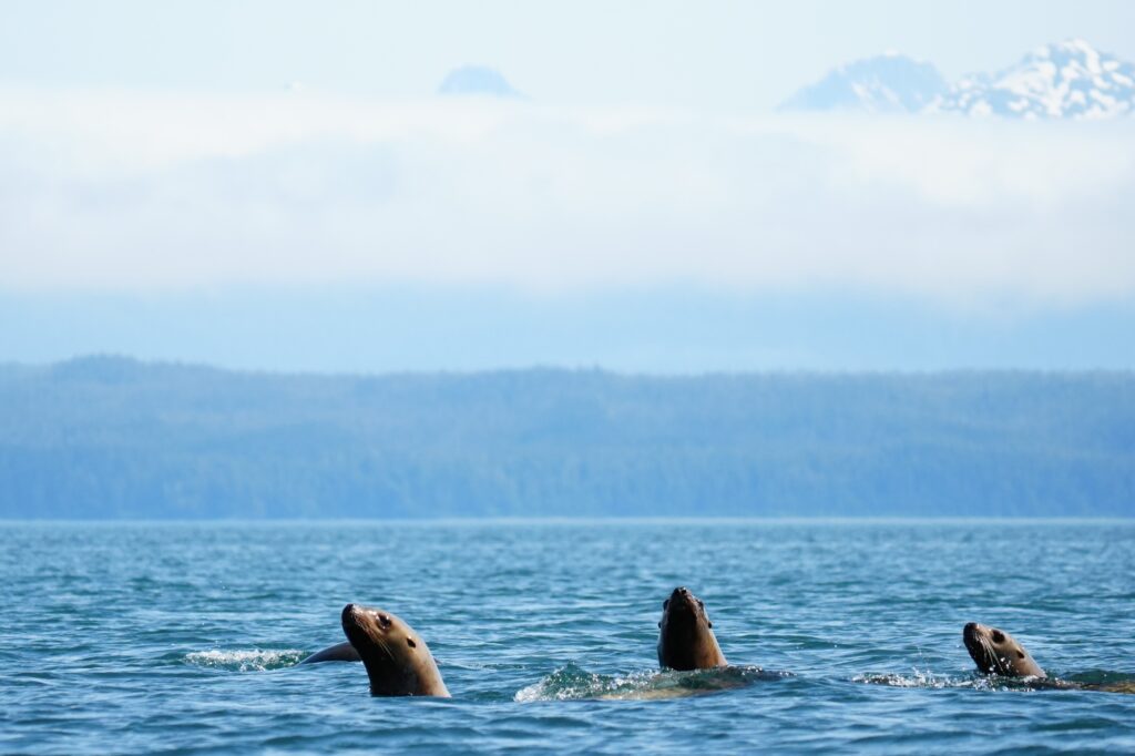 A raft of sea lions checking things out