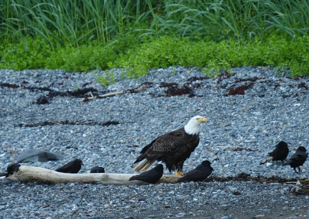 A bald eagle resting among black birds