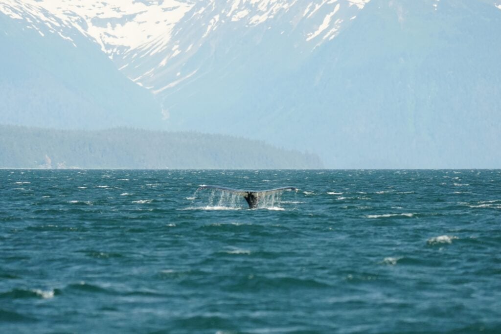 Humpback whale tail fin with mountain in background