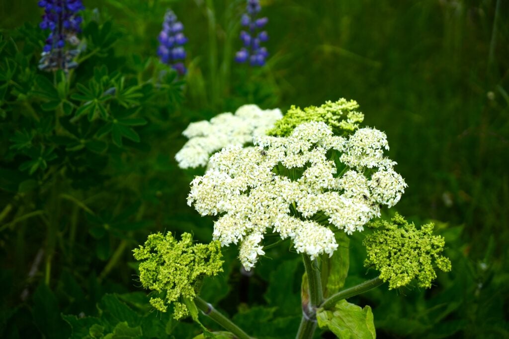 Cow parsnip