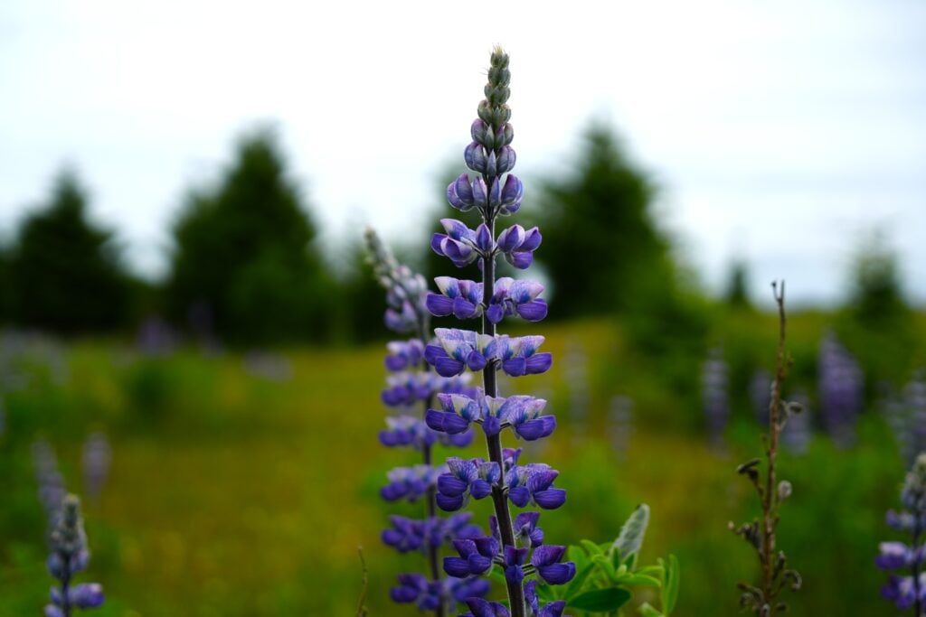 Nootka lupine