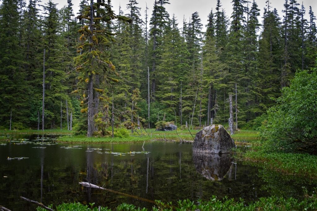 Pond along Forest Loop Trail