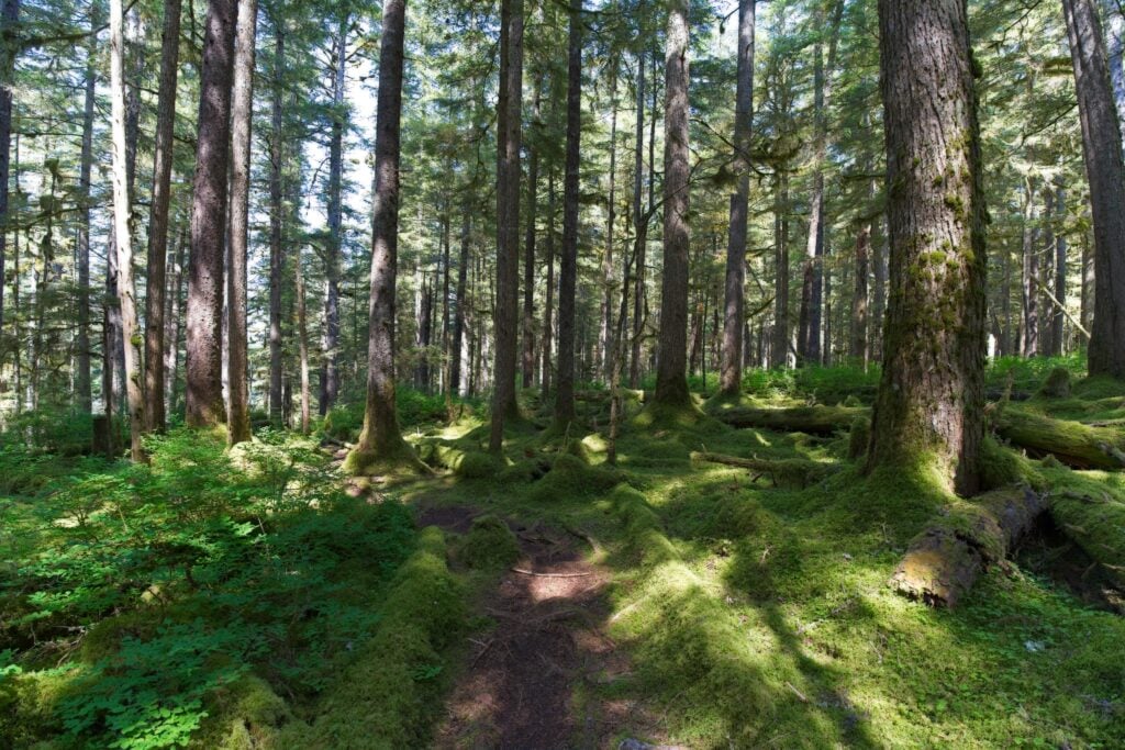 Bartlett River Trail