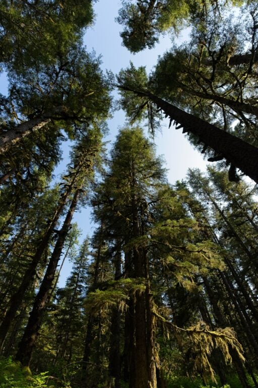 Evergreens along Barlett River Trail