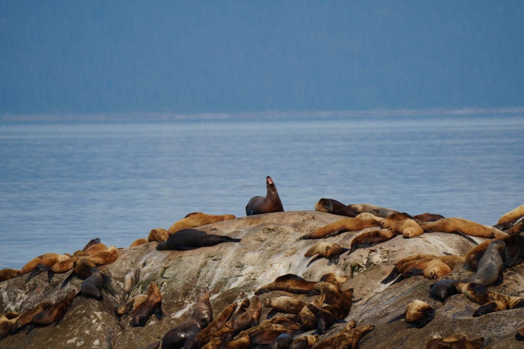 A colony of sea lions