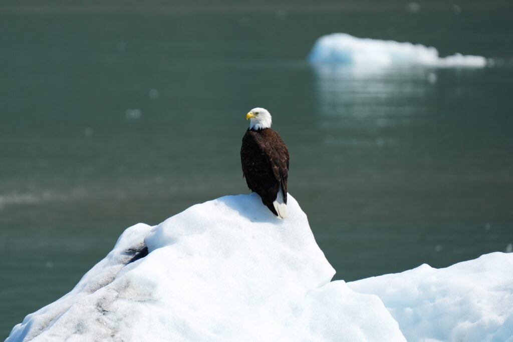 A bald eagle resting on a glacier