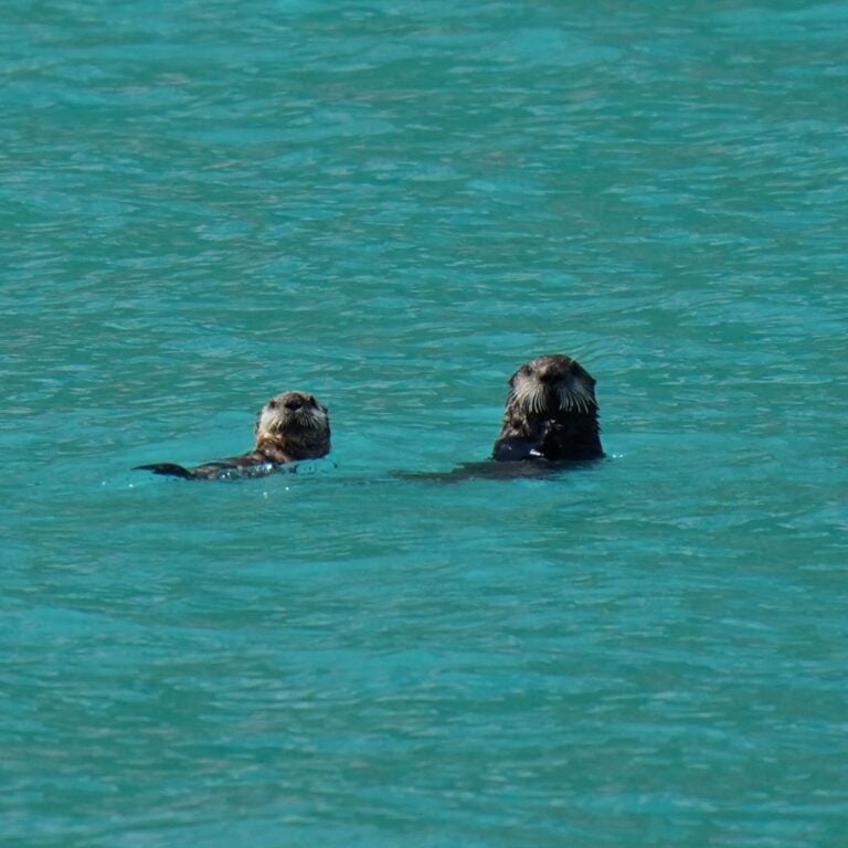 Two sea otters checking for danger