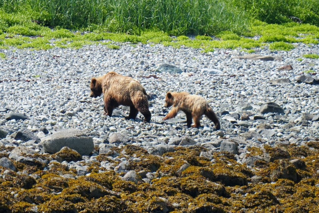 A brown bear mother and cub
