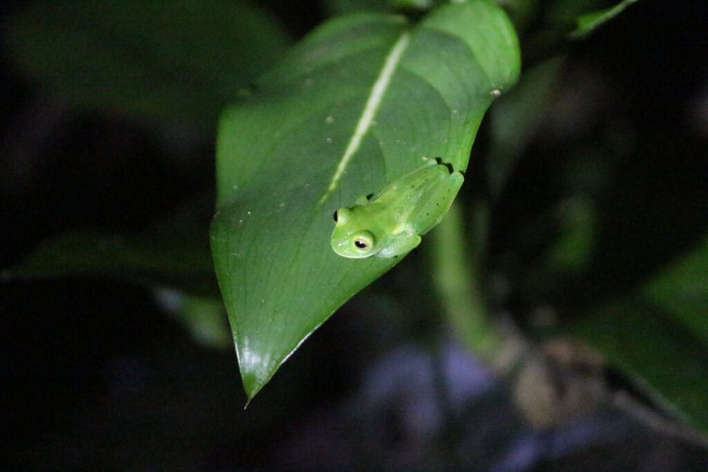 Glass frog on Oktari Monteverde night hike