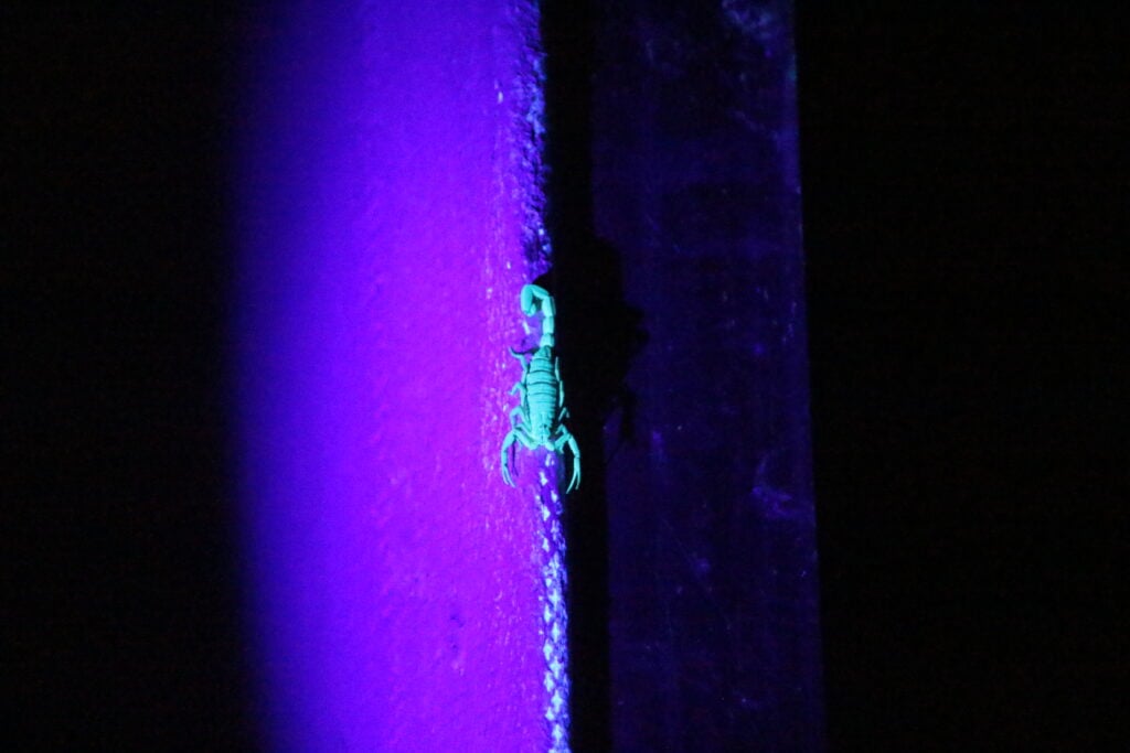 Scorpion under UV light during Oktari Monteverde night hike