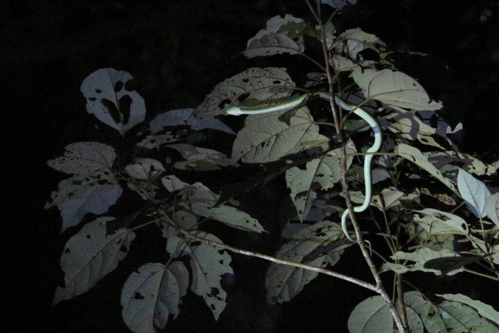 active viper seen on Oktari Monteverde night hike