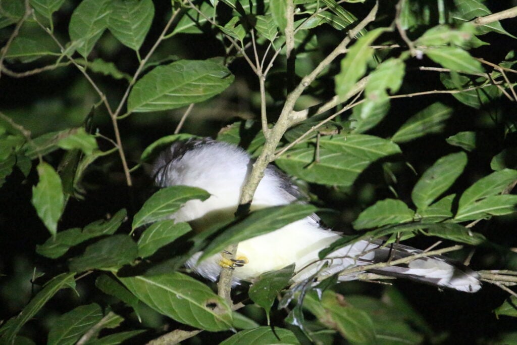 sleeping bird on Oktari Monteverde night hike
