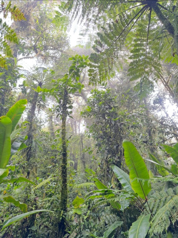 Santa Elena forest with the sun shining through