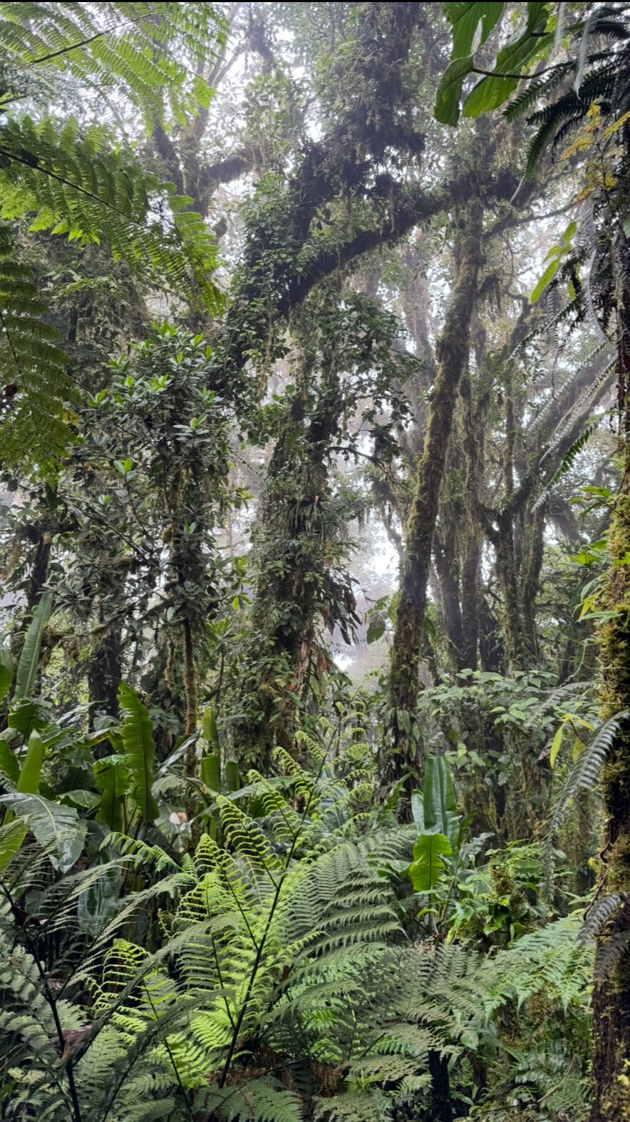 Santa Elena forest