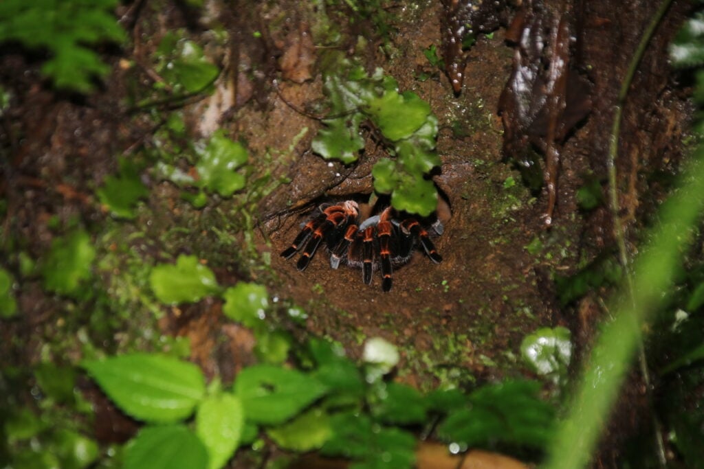 Tarantula in burrow, Santa Elena forest