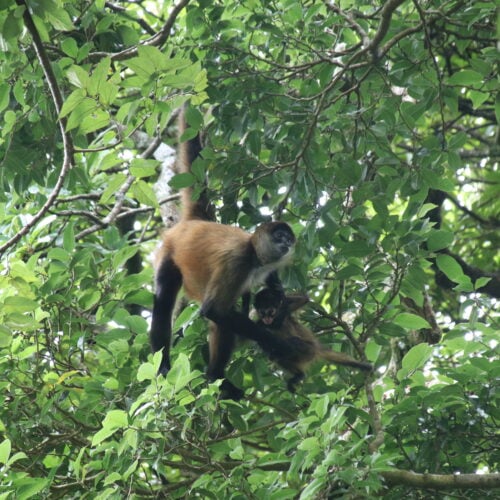 Rinc&oacute;n de la Vieja National Park: Volcano Trails, Waterfalls, and Where to Stay