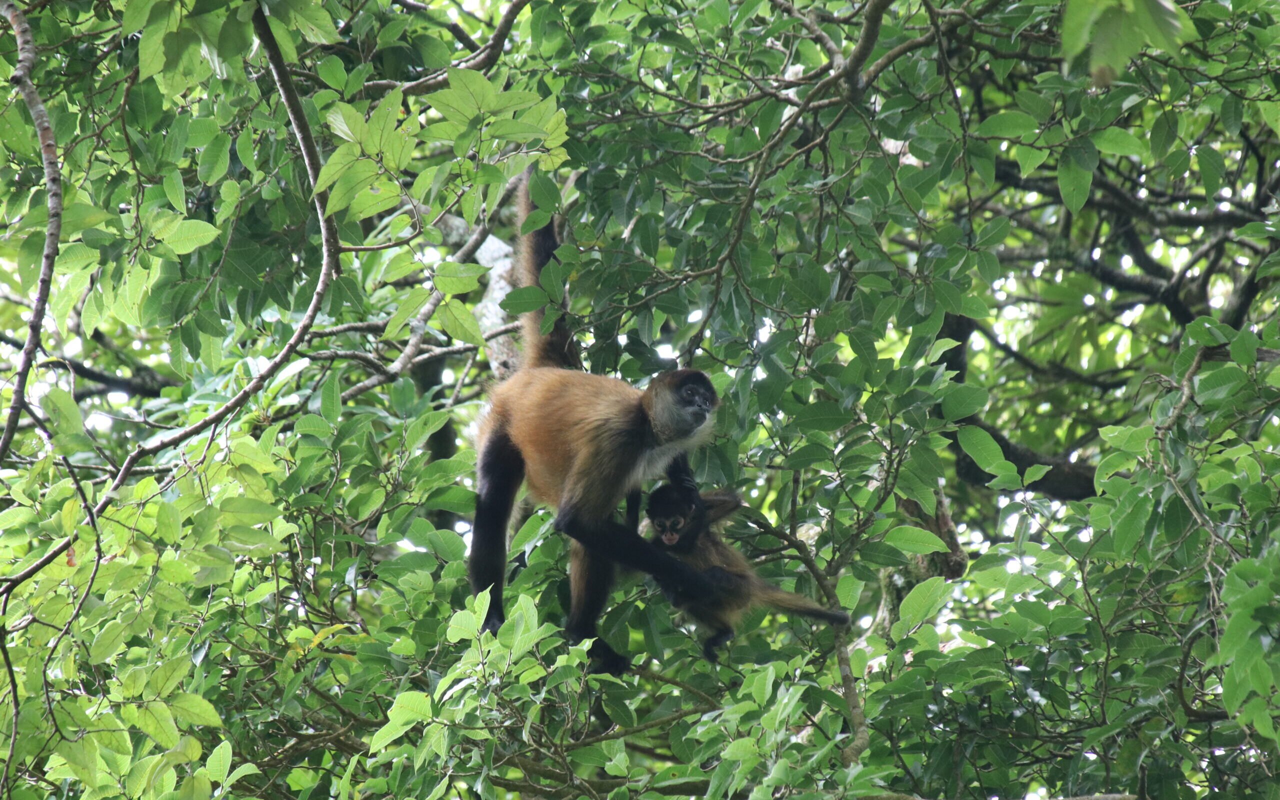Spider monkey mother and baby in Rincon de la VIeja national park