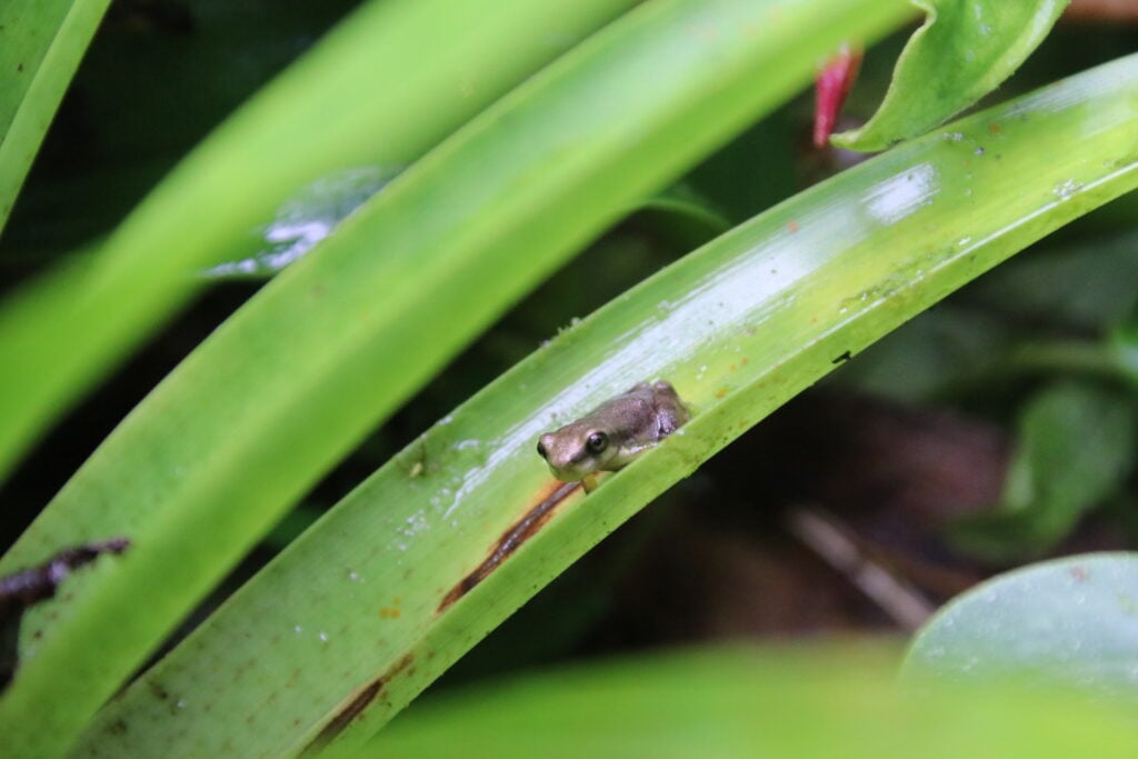 frog on leaf