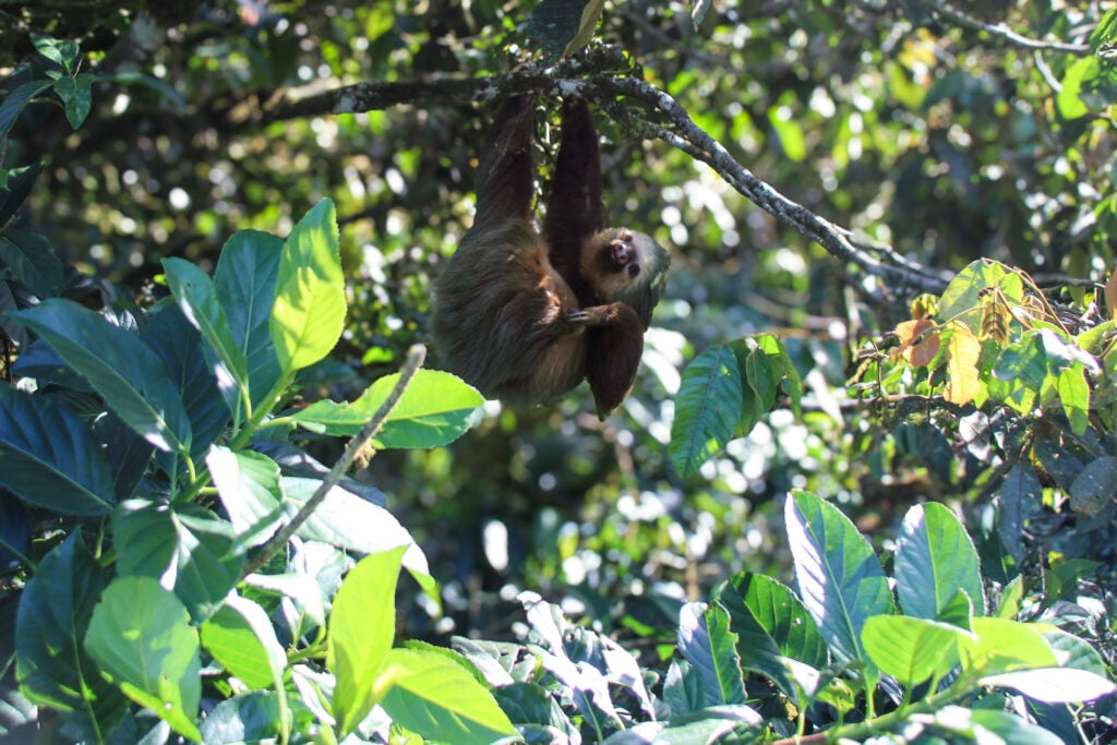 Sloth viewed from the SkyWalk Treetopia