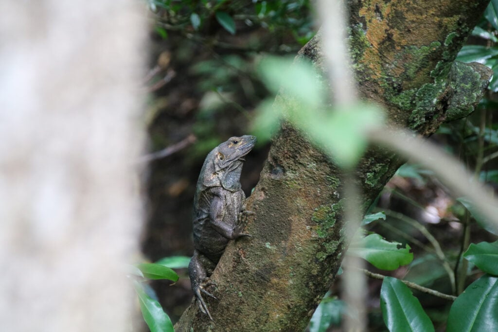 Iguana resting on a tree trunk in Rincon de la Vieja National Park, Costa Rica