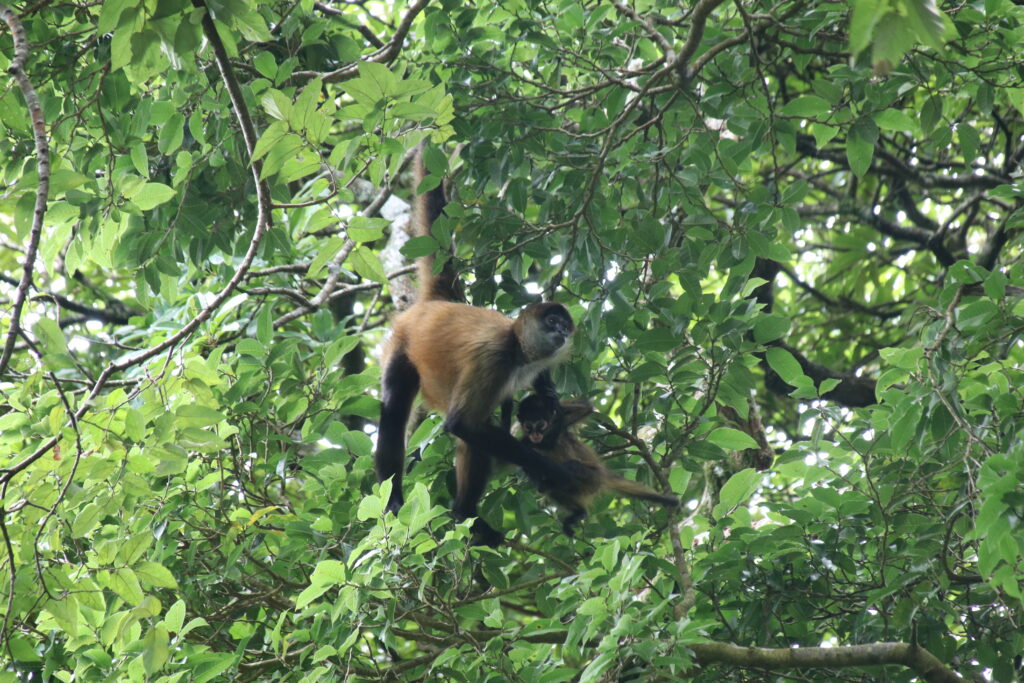 Spider monkey mother and infant in a tree at Rincon de la Vieja national park