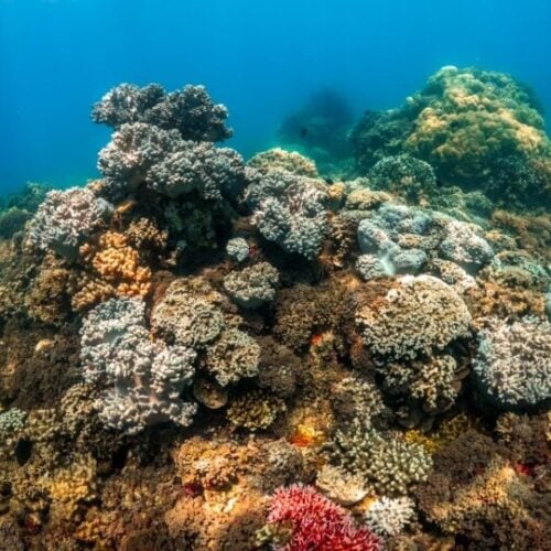 Cairns or Port Douglas? How to Choose the Best Base for the Great Barrier Reef