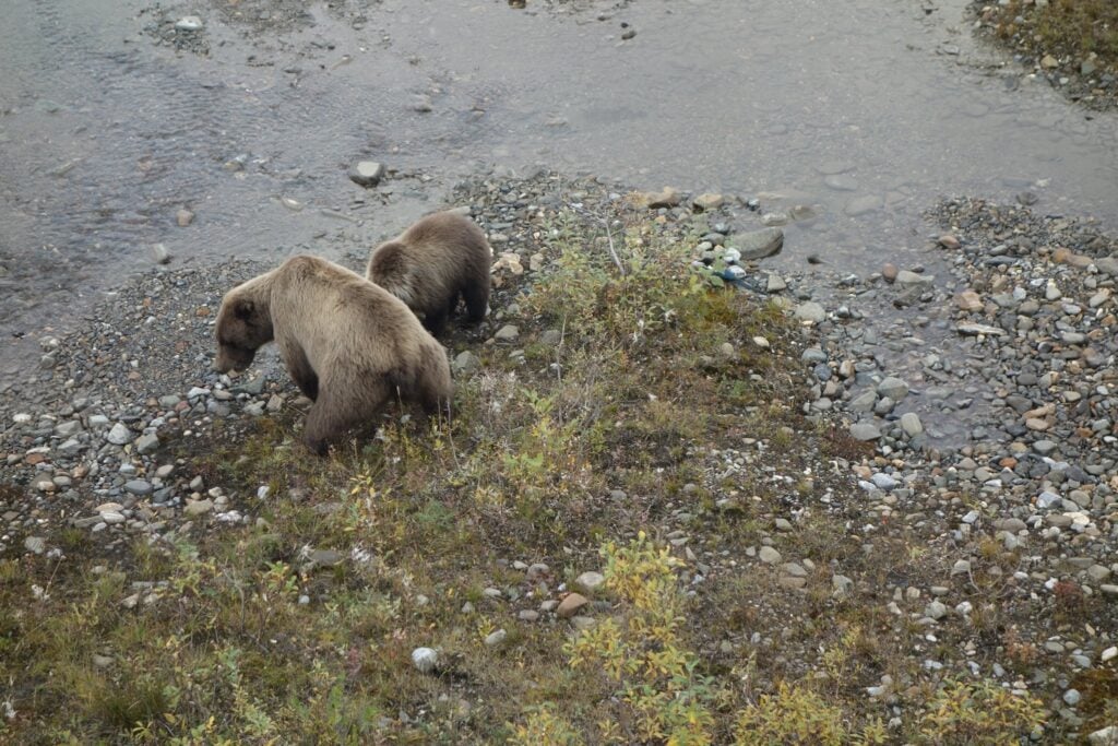 Brown Bears viewed from Denali Park Bus