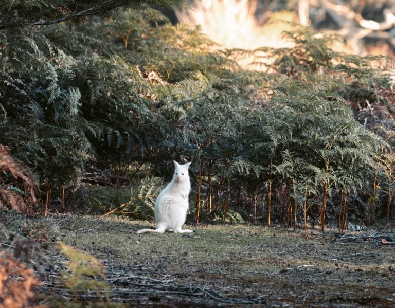 White Wallaby on Adventure Bay