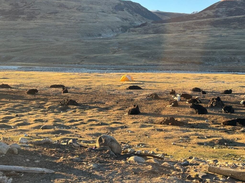 Best Esims For Travel In 2026: 7 Tested By A Full-Time Traveler Yaks resting around a tent at a remote campsite in the mongolian altai, where no esim or local sim had signal
